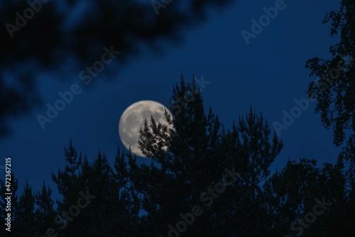 Moon and forest on the background of the twilight sky