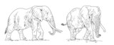 African elephant drawing. Digital template for coloring with elefant bull.