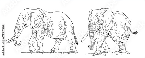 African elephant drawing. Vector template for coloring with elefant bull. photo
