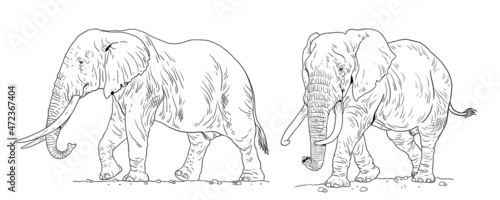 African elephant drawing. Digital template for coloring with elefant bull.	
