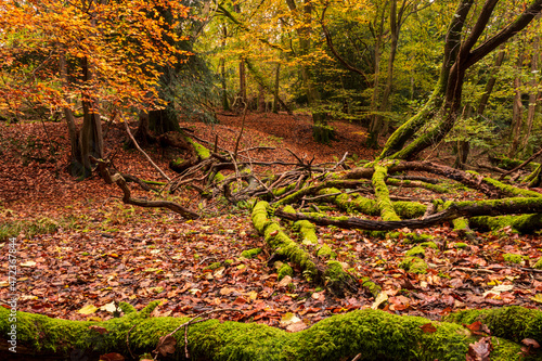 Colourful autumn woodland in the rough Ashdown Forest, high weald, east Sussex, south east England, UK
