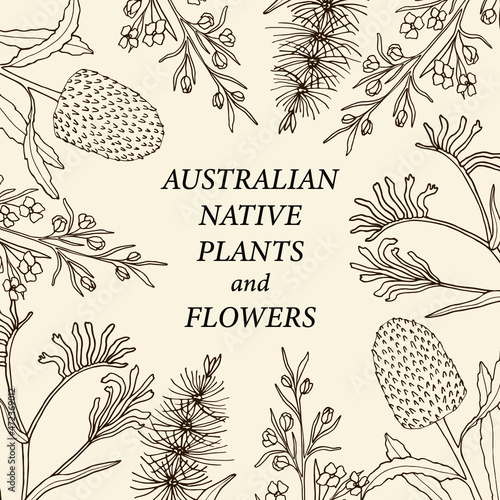 Hand drawn Australian native flowers border