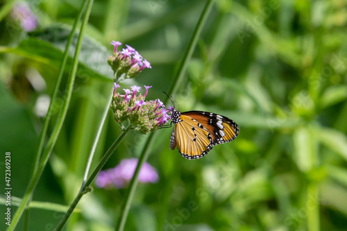 Plain Tiger butterfly (Danaus chrysippus chrysippus) with closed wings feeding from small purple flowers isolated with tropical dark green leaves in the background