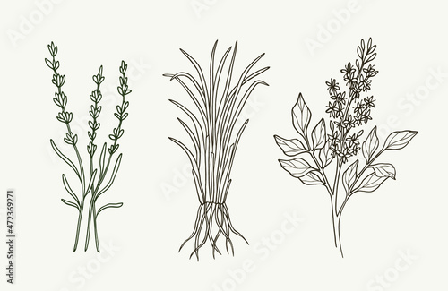 Set of hand drawn lavender, vetiver, copaiba