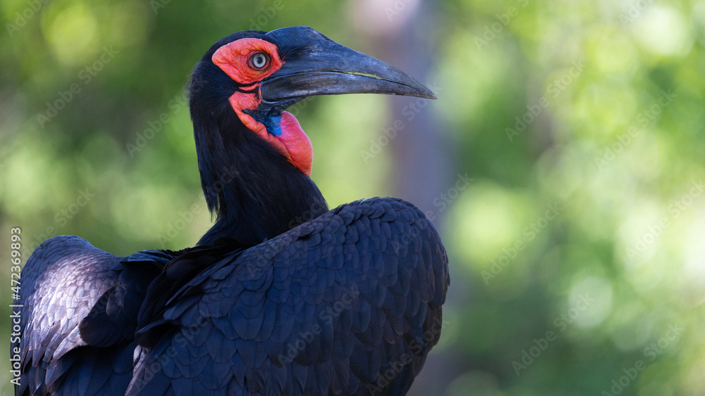 Obraz premium Southern ground hornbill in the wild