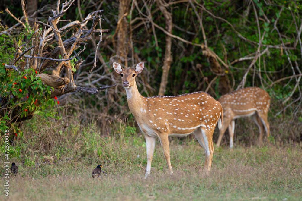 Spotted Deer grazing on the forest floor of Yala National Park, Sri Lanka Spotted Deer grazing on the forest floor of Yala National Park, Sri Lanka