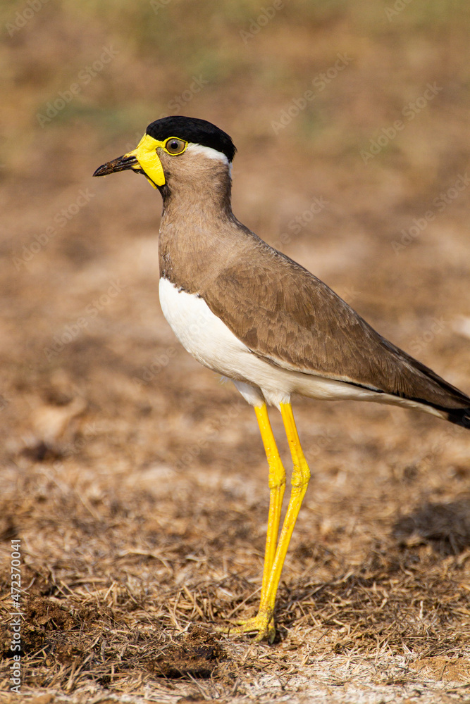 Yellow wattled Lapwing guarding its nest in Yala, Sri Lanka Yellow wattled Lapwing guarding its nest in Yala, Sri Lanka