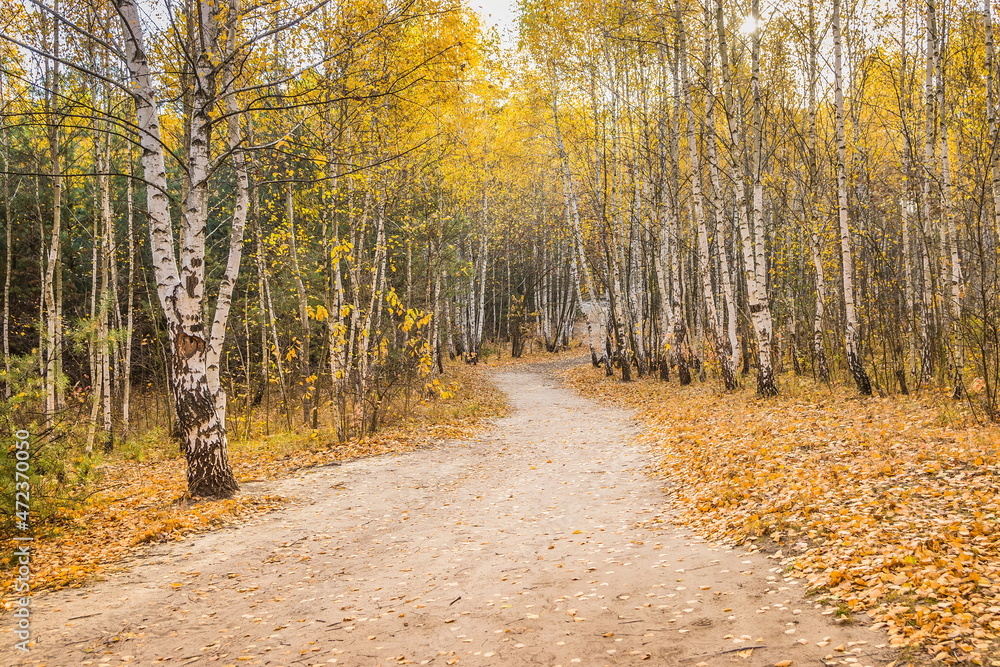 Fototapeta premium Calm fall season. Beautiful landscape with the road in autumn fo