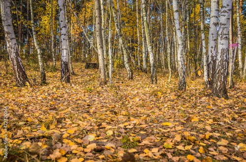 Calm fall season. Beautiful landscape with the road in autumn fo