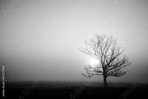 Trees in the cold mist of winter in Bushy Park in England
