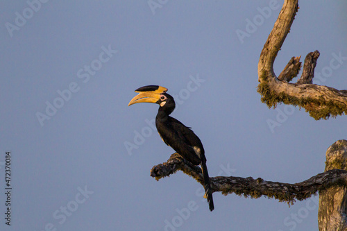 Malabar Pied Hornbill perched on a branch against a blue sky in Yala, Sri Lanka © wayne