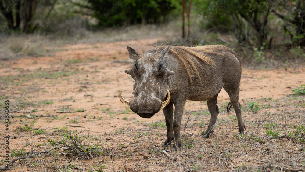 a big warthog in the wild