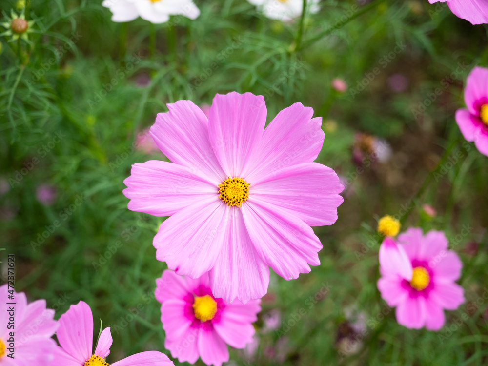 Close up pink cosmos flower in the plant Close up pink cosmos flower in the plant