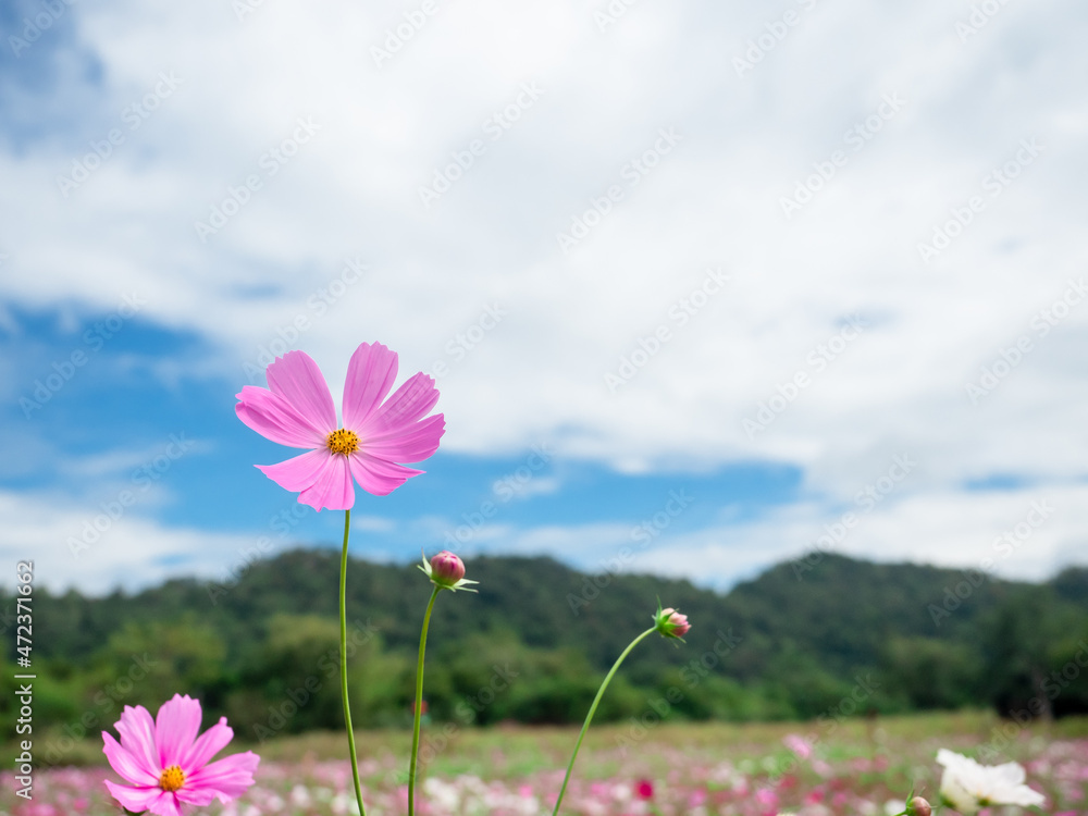 Cosmos flower pink color in the flower field with mountain view background blue sky landscape
