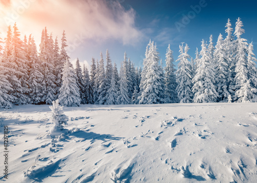 Christmas postcard. Captivating winter landscape of mountain valley. Exciting sunrise in Carpathian mountains. Frosty scene of fir trees covered by fresh snow. Beauty of nature concept background.
