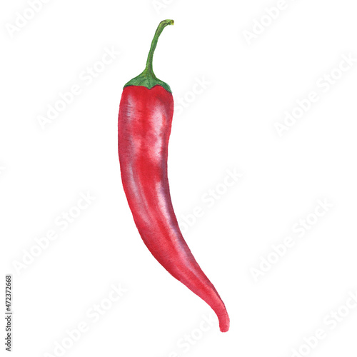 Leinwand Poster Red chili pepper. Watercolor botanical illustration