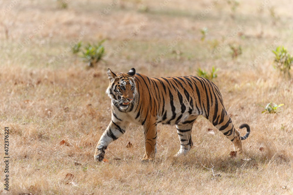 Fototapeta premium Tiger, Bengal Tiger (Panthera tigris Tigris), in Bandhavgarh National Park in India