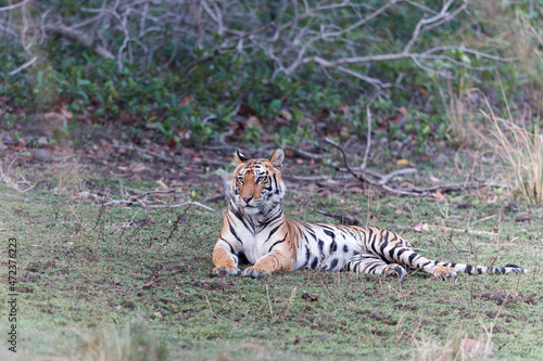 Tiger, Bengal Tiger (Panthera tigris Tigris), in Bandhavgarh National Park in India