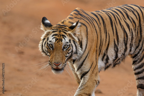 Tiger, Bengal Tiger (Panthera tigris Tigris), in Bandhavgarh National Park in India photo