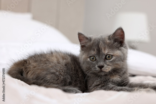 Cute fluffy kitten lying on bed indoors