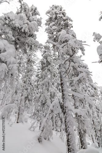 Winter landscape. Taganay national Park, Zlatoust city, Chelyabinsk region, South Ural, Russia