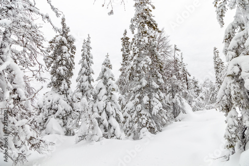 Winter landscape. Taganay national Park, Zlatoust city, Chelyabinsk region, South Ural, Russia. © Anton Buymov