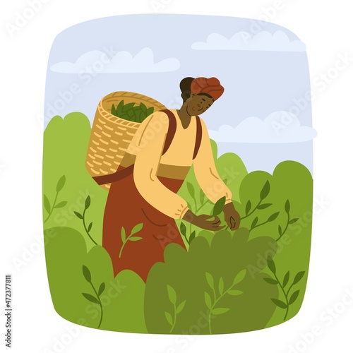 Woman worker is picking tea leaves on the plantation. Tea planting in Asia. Natural farming, village. Hard manual labor. Flat style in vector illustration. India, Vietnam, Bangladesh, Cambodia