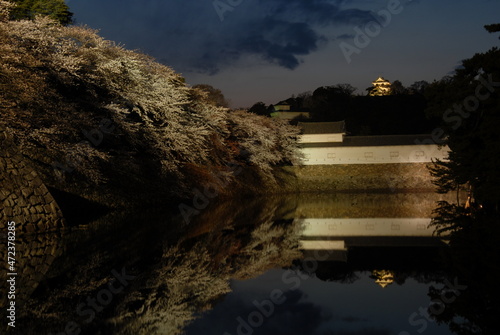 Night view of Hikone Castle in cherry blossom season photo