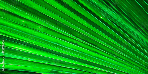 green leaf background