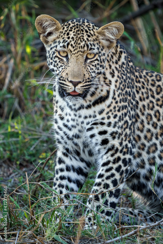 Leopard (Panthera Pardus) female. Mpumalanga. South Africa. Leopard (Panthera Pardus) female. Mpumalanga. South Africa.