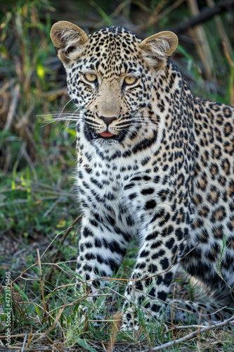 Leopard (Panthera Pardus) female. Mpumalanga. South Africa. © Roger de la Harpe