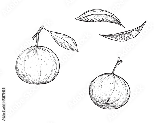 Hand drawn sketch black and white set of mandarin, tangerine, leaf. Vector illustration. Elements in graphic style label, card, sticker, menu, package. Engraved style illustration.