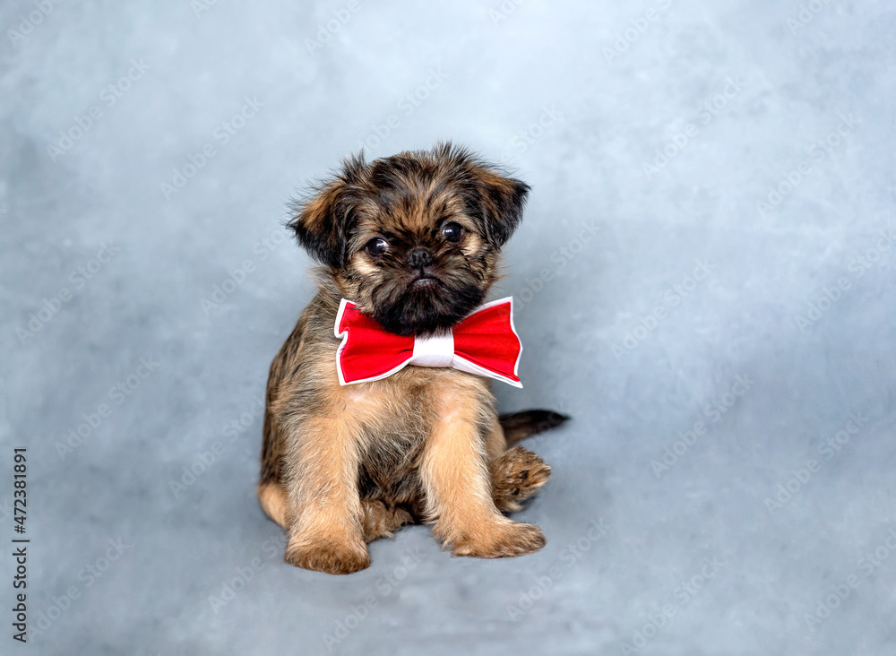 Brussels griffon puppy with a red bow tie on the neck on a gray background. High quality photo Brussels griffon puppy with a red bow tie on the neck on a gray background. High quality photo