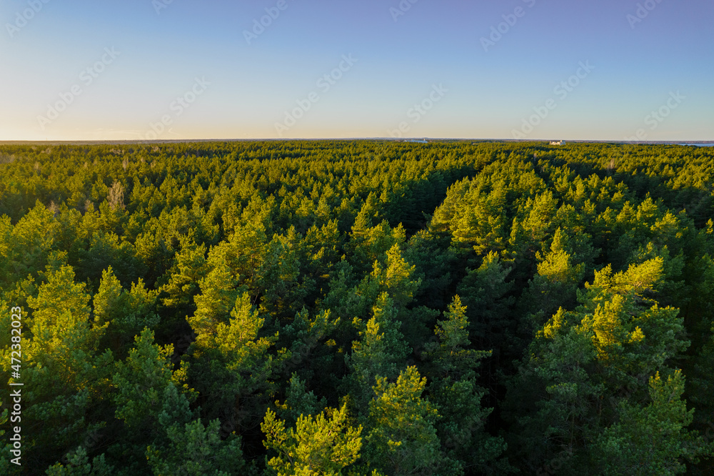Above aerial shot of green pine forests and yellow foliage groves with beautiful texture of golden treetops. Beautiful fall season scenery in evening. Mountains in autumn colors in golden time