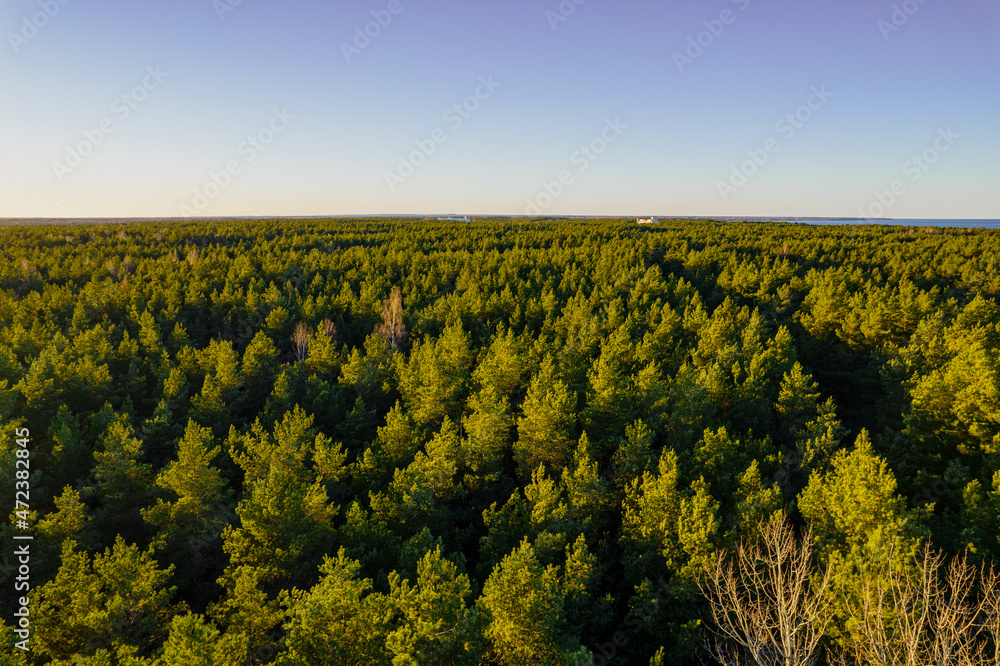 Above aerial shot of green pine forests and yellow foliage groves with beautiful texture of golden treetops. Beautiful fall season scenery in evening. Mountains in autumn colors in golden time