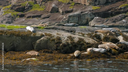 Seals sunbathing on a rock in a loch Isle of Skye, Scotland