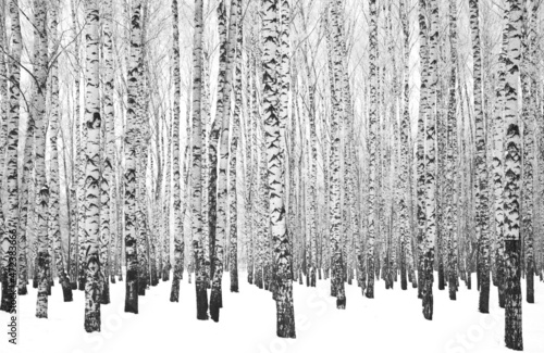Many birch tree trunks in a winter birch grove black and white