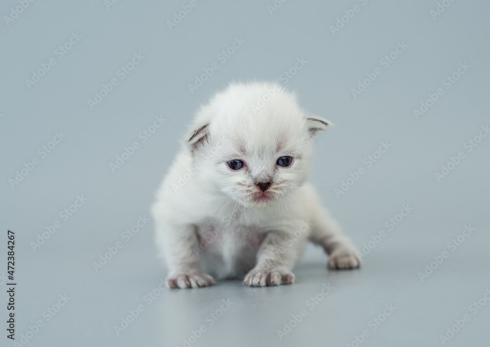 Ragdoll kitten isolated on light blue background