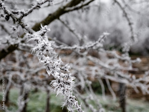 Branch of a fully frozen deciduous tree during a winter morning surrounded by a cold landscape © Fernando
