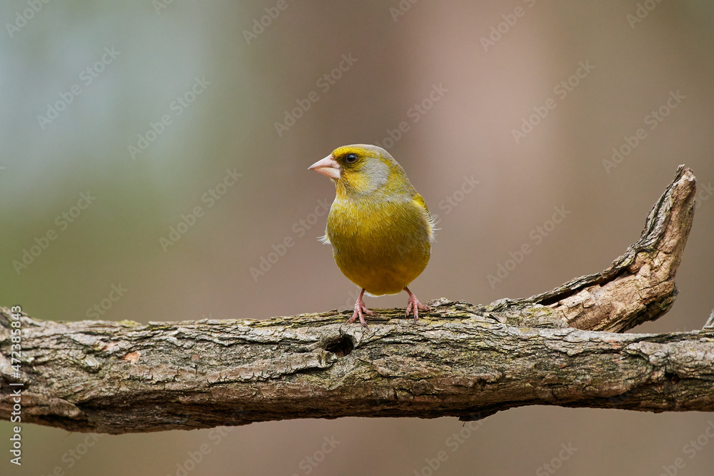 European greenfinch ,,Chloris chloris,, in amazing wild danubian forest, Slovakia, Europe European greenfinch ,,Chloris chloris,, in amazing wild danubian forest, Slovakia, Europe