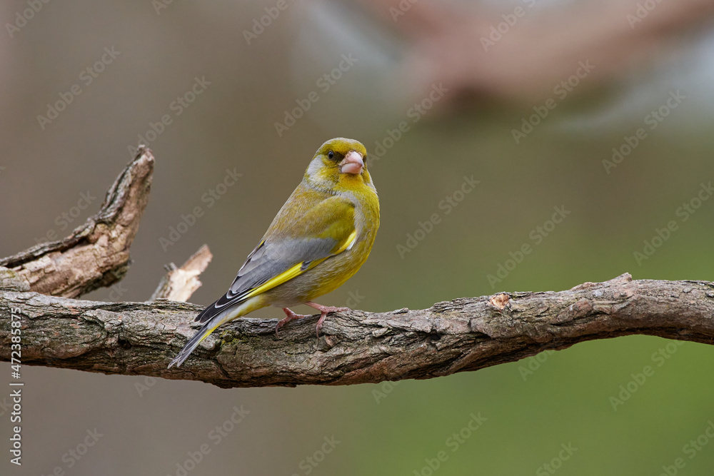 Fototapeta premium European greenfinch ,,Chloris chloris,, in amazing wild danubian forest, Slovakia, Europe