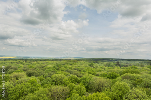 view of the tree tops in the summer