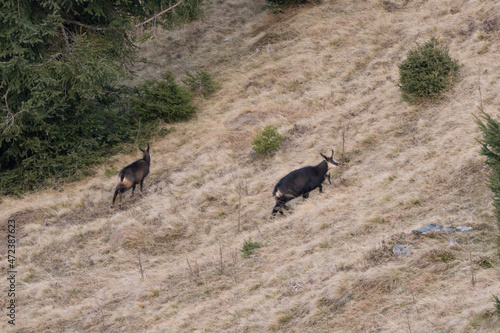 adult chamois female with her fawn grazing on a mountain meadow at a autumn day