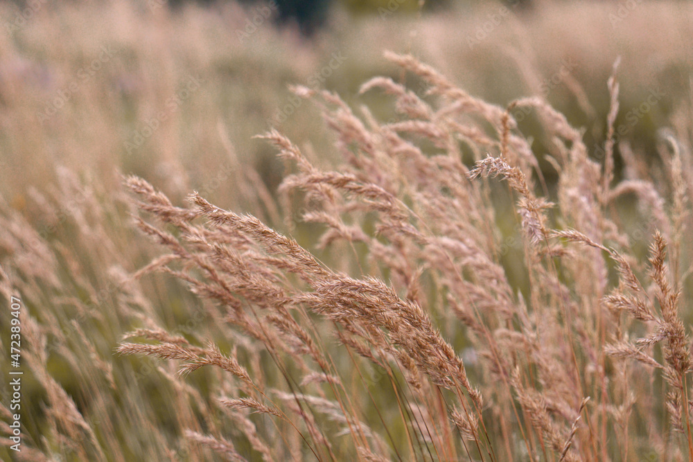 Fototapeta premium ears of wheat