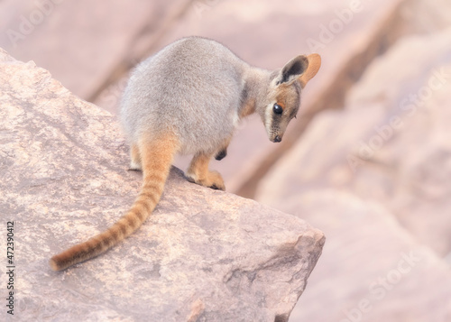 Juvenile, wild yellow footed rock wallaby (Petrogale xanthopus) on rocks