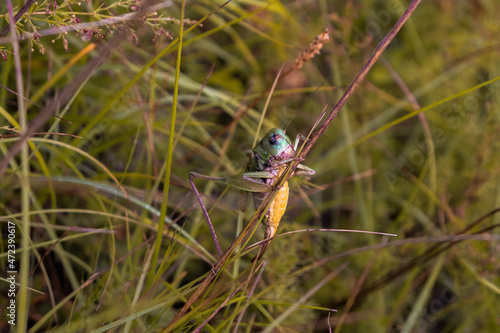 dragonfly on a grass © Marko