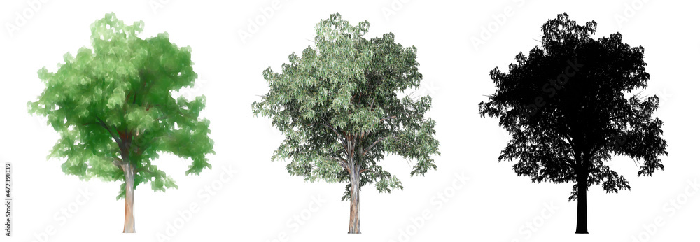 Set or collection of Blue Gum trees, painted, natural and as a black silhouette on white background. Concept or conceptual 3d illustration for nature, ecology and conservation, strength, endurance Set or collection of Blue Gum trees, painted, natural and as a black silhouette on white background. Concept or conceptual 3d illustration for nature, ecology and conservation, strength, endurance