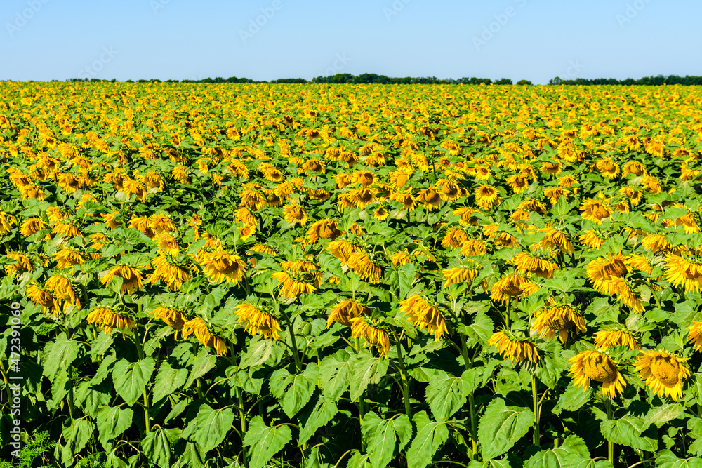 Field of the blooming sunflowers at summer. Rural landscape