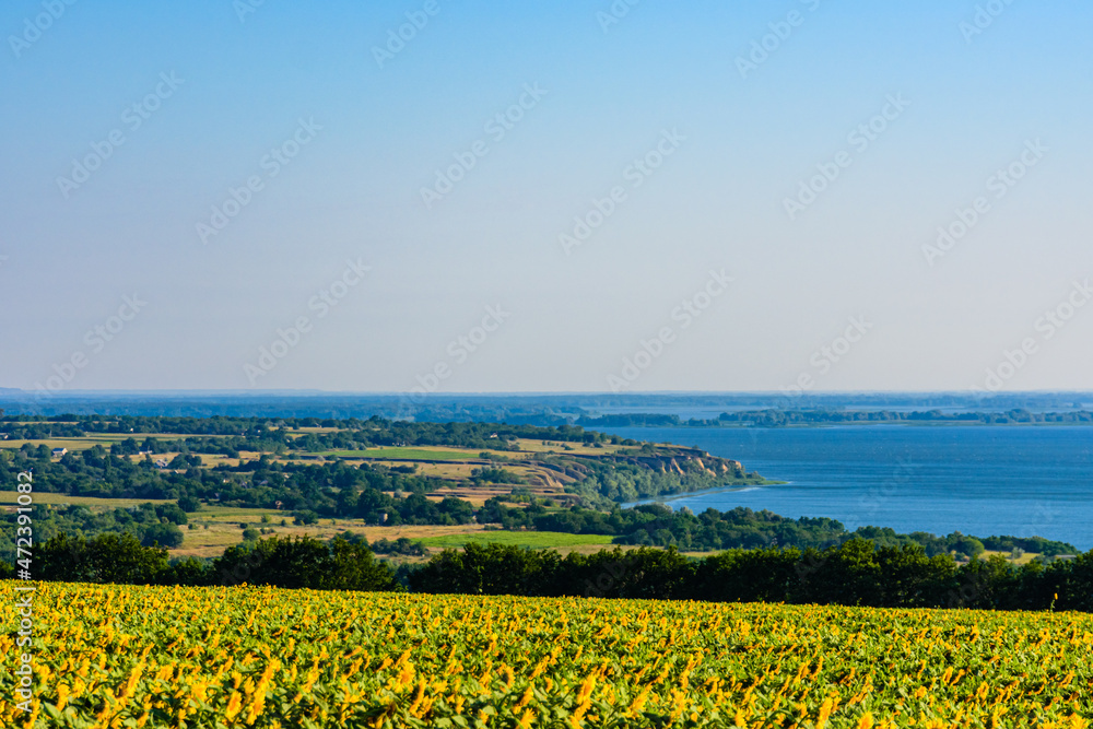 Field of the blooming sunflowers at summer. River Dnieper on background. Rural landscape