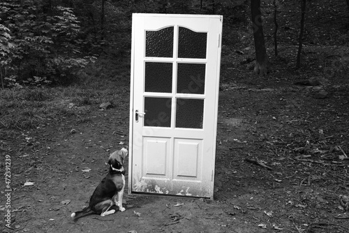 Beagle dog sitting in front of the door in the forest towards other dimension concept doorway
